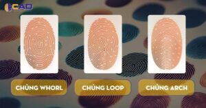 Các chủng vân tay phổ biến - Chủnng Whorl - Chủng Loop - Chủng Arch - CAD