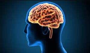 Thùy Trán Là Gì Cấu Trúc, Chức Năng Và Vai Trò Trong Phát Triển Trí Tuệ